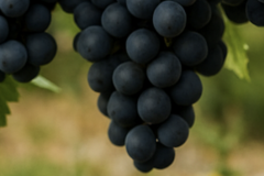 Wine Marketplace with Digital Passports